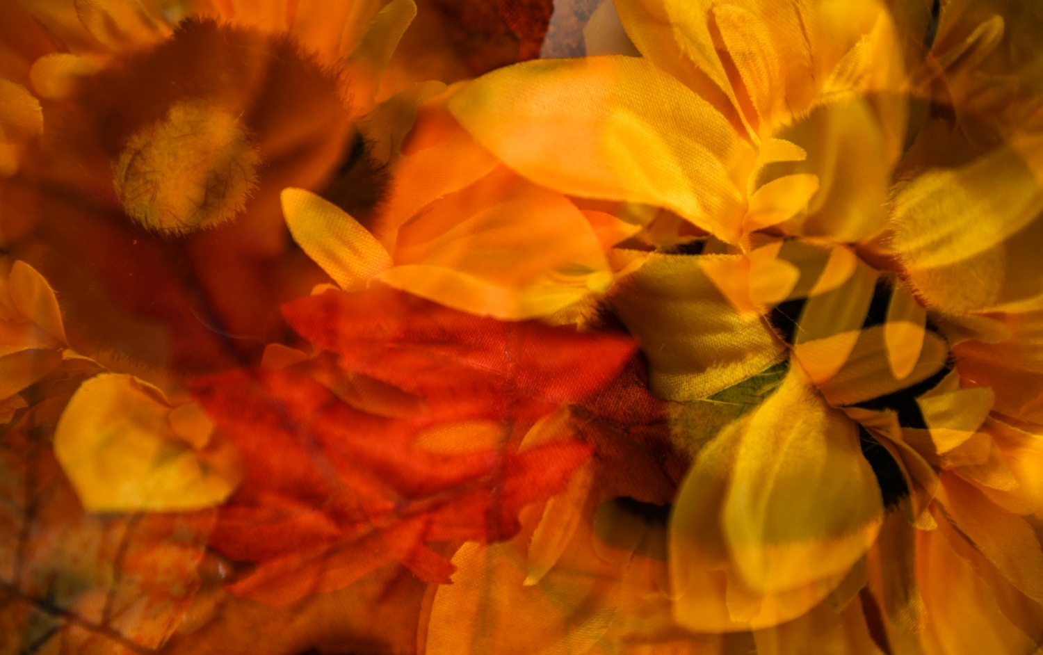 2nd PrizeCreative Artistry In Class 1 By Shawn Brighenti For Double Exposed Sunflowers JAN-2026.jpg